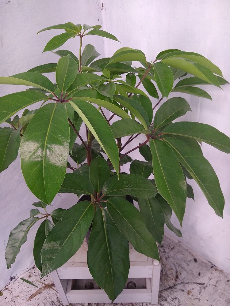 Buy Schefflera actinophylla 'Amate', Umbrella Tree Free Shipping over