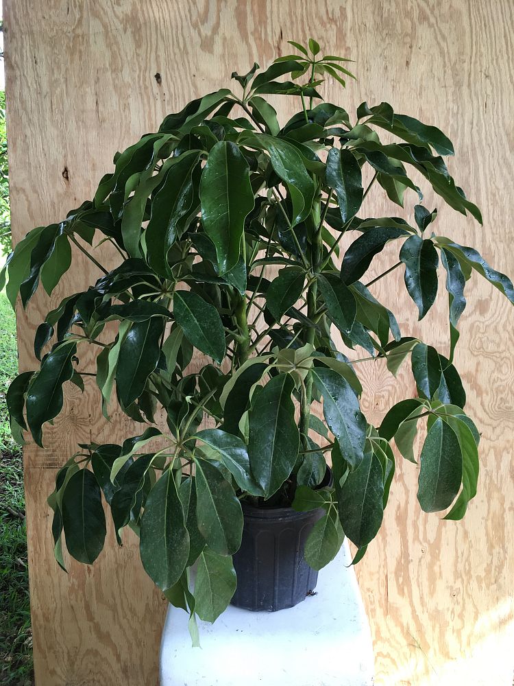 Schefflera actinophylla 'Amate', Umbrella Tree PlantVine