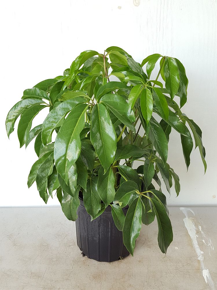 Schefflera actinophylla 'Amate', Umbrella Tree PlantVine