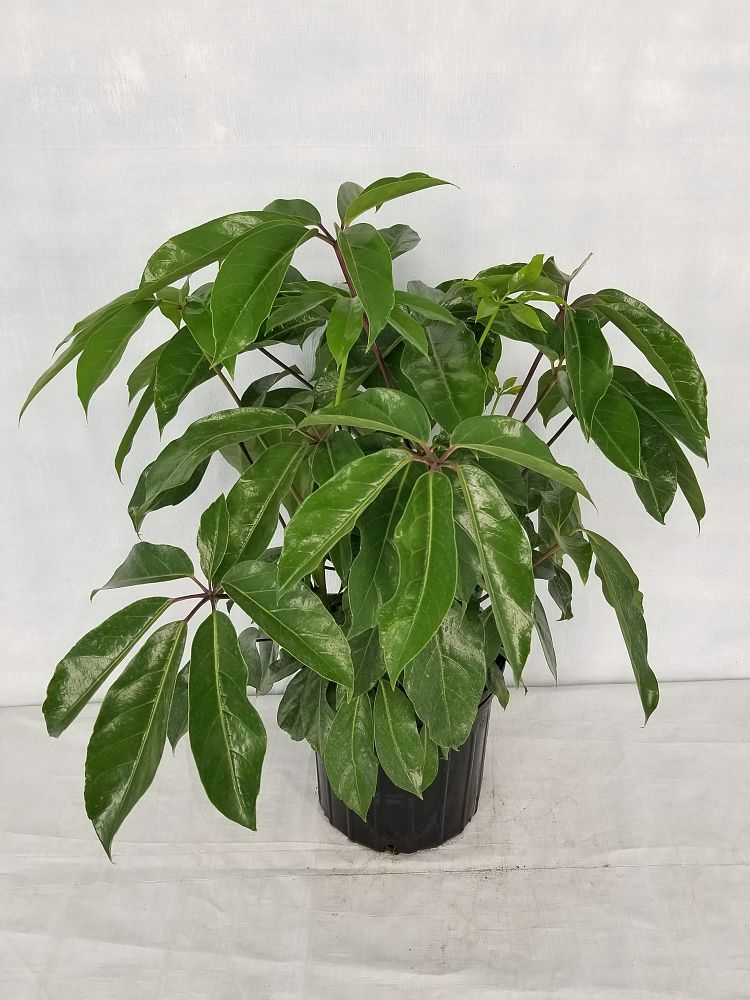 Schefflera actinophylla 'Amate', Umbrella Tree PlantVine