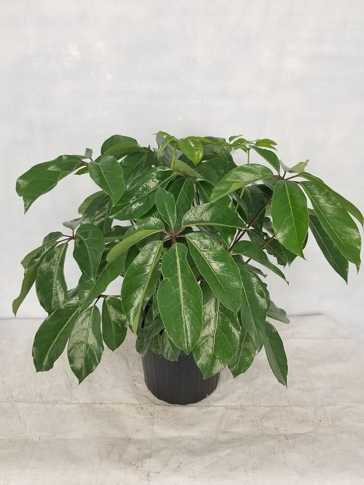 Schefflera actinophylla 'Amate', Umbrella Tree PlantVine