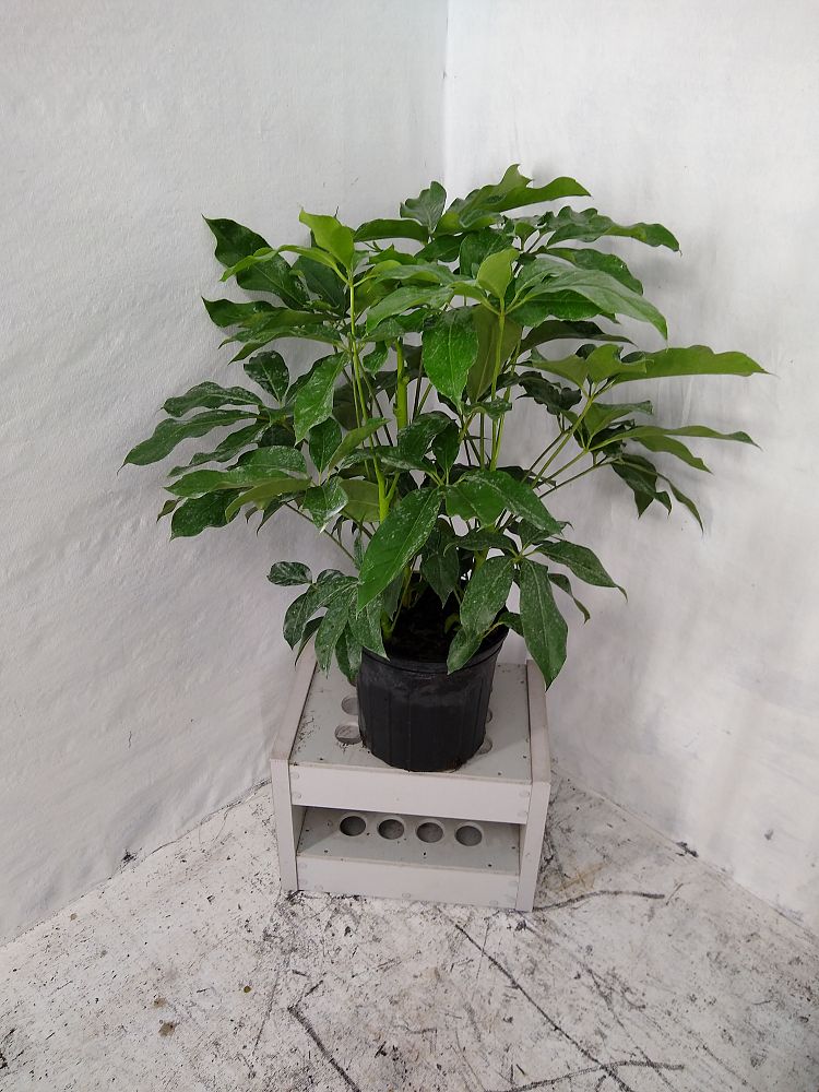 Buy Schefflera actinophylla 'Amate', Umbrella Tree Free Shipping over