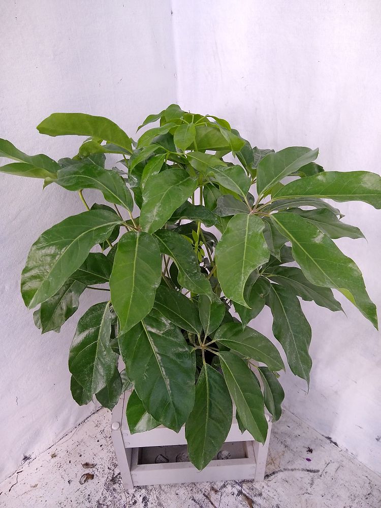 Buy Schefflera actinophylla 'Amate', Umbrella Tree Free Shipping over