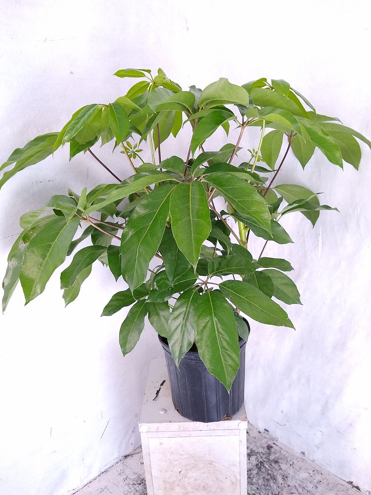 Buy Schefflera actinophylla 'Amate', Umbrella Tree Free Shipping over