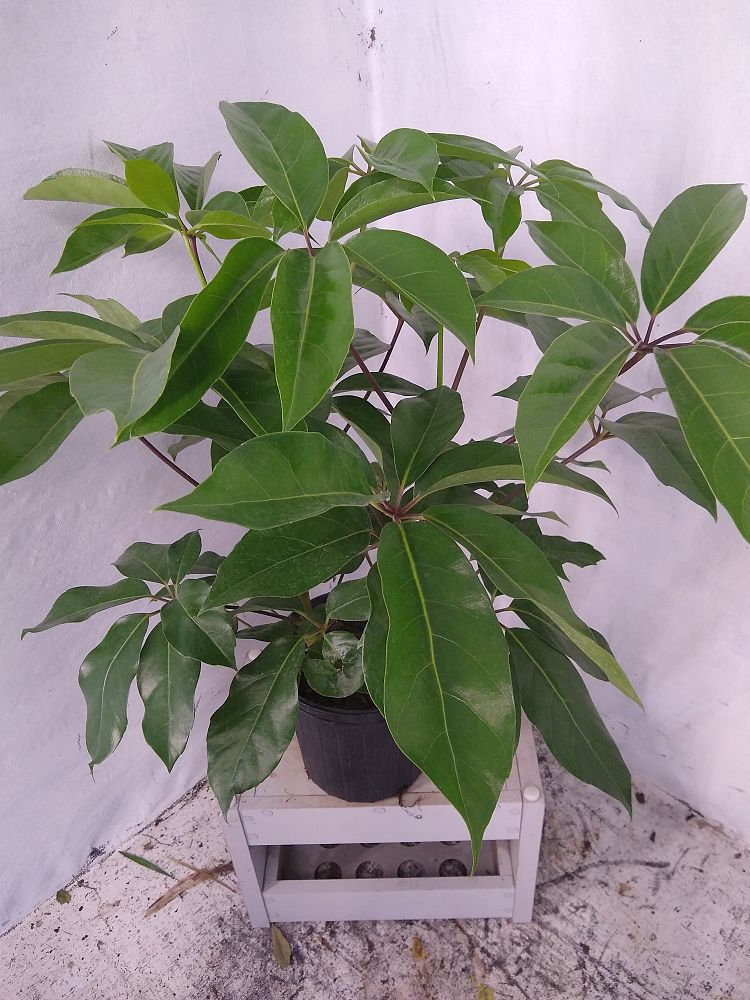 Buy Schefflera actinophylla 'Amate', Umbrella Tree Free Shipping over