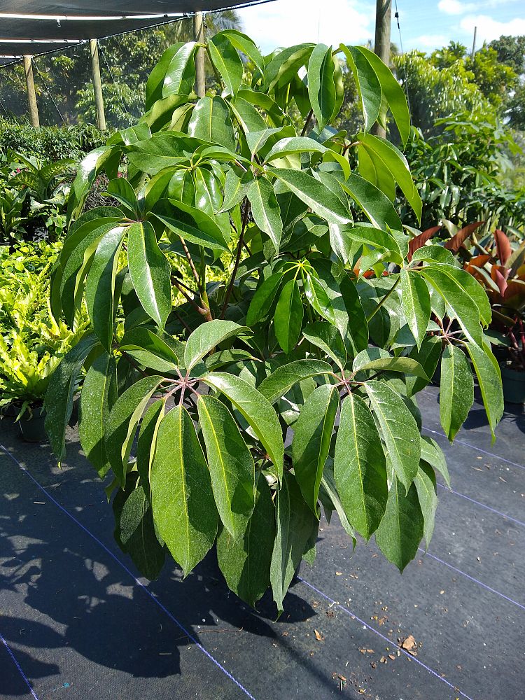 Buy Schefflera actinophylla 'Amate', Umbrella Tree Free Shipping over