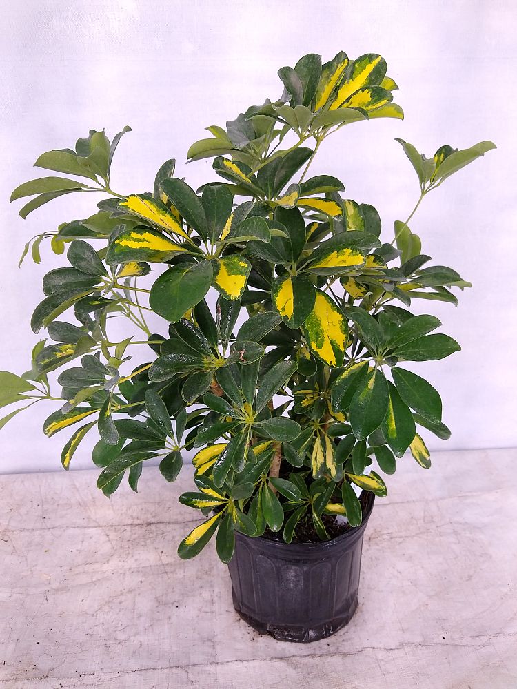 Umbrella Tree | Gold Capella Twist & Schefflera Arboricola & UK