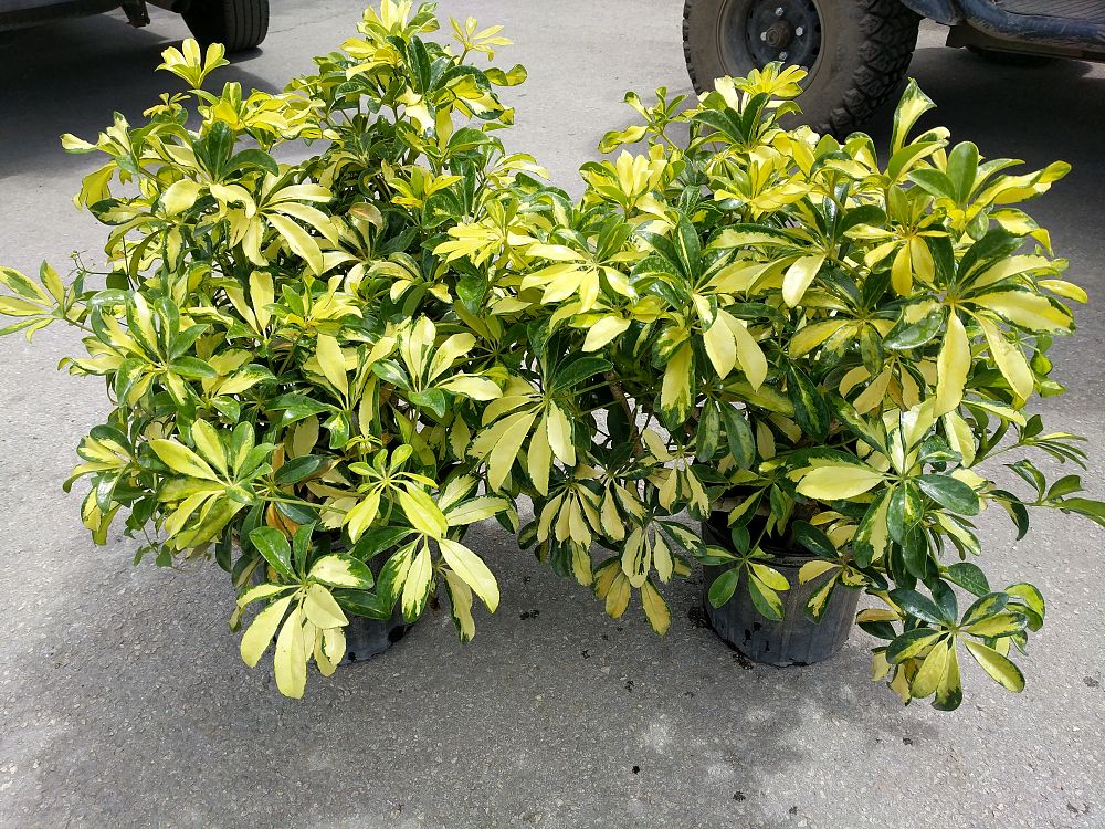 Schefflera arboricola Umbrella Tree PlantVine