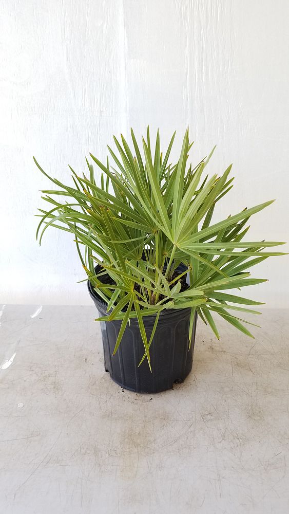 Serenoa repens, Saw Palmetto PlantVine
