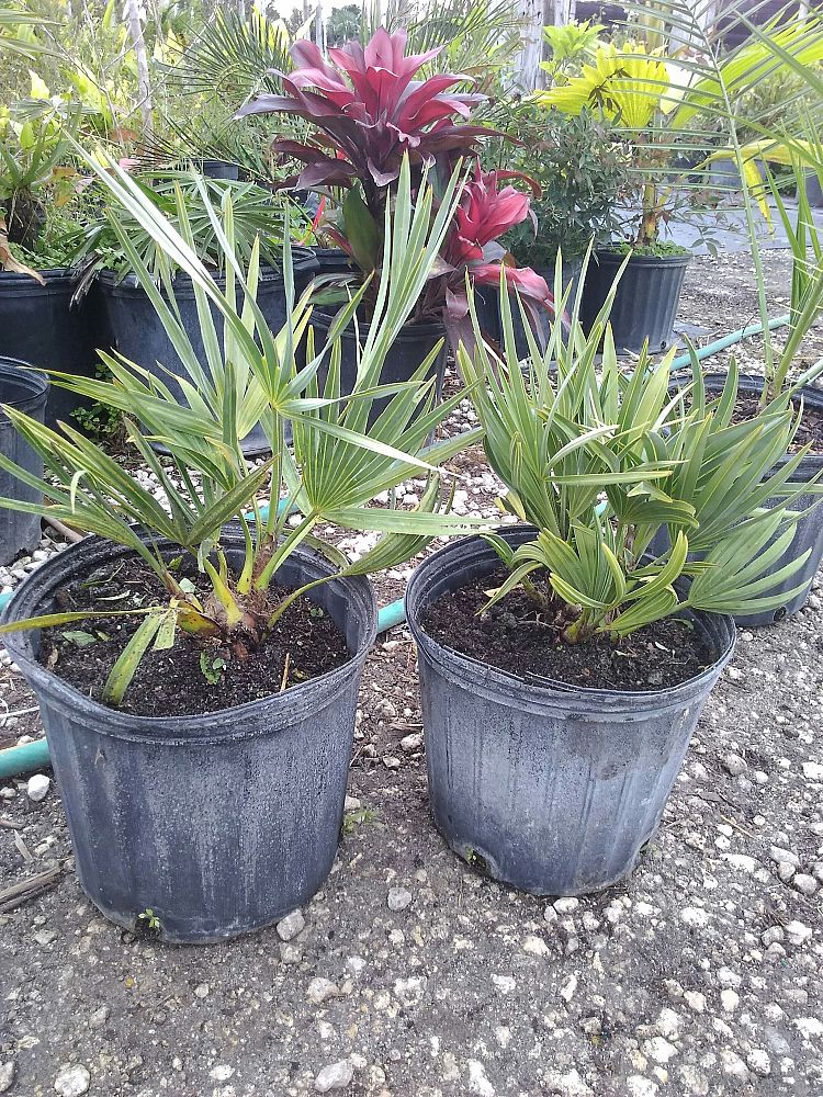 Serenoa repens, Saw Palmetto PlantVine