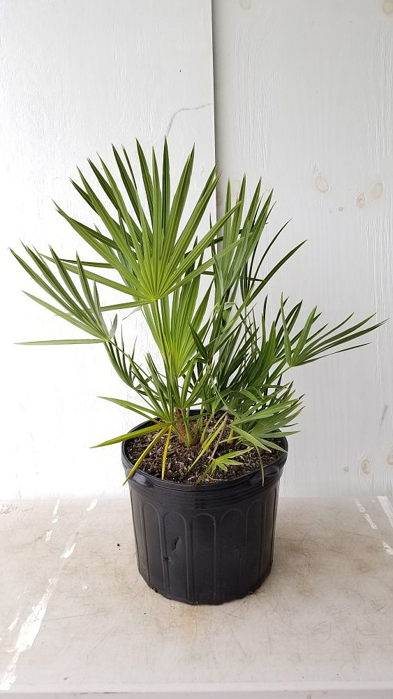 Serenoa repens, Saw Palmetto PlantVine