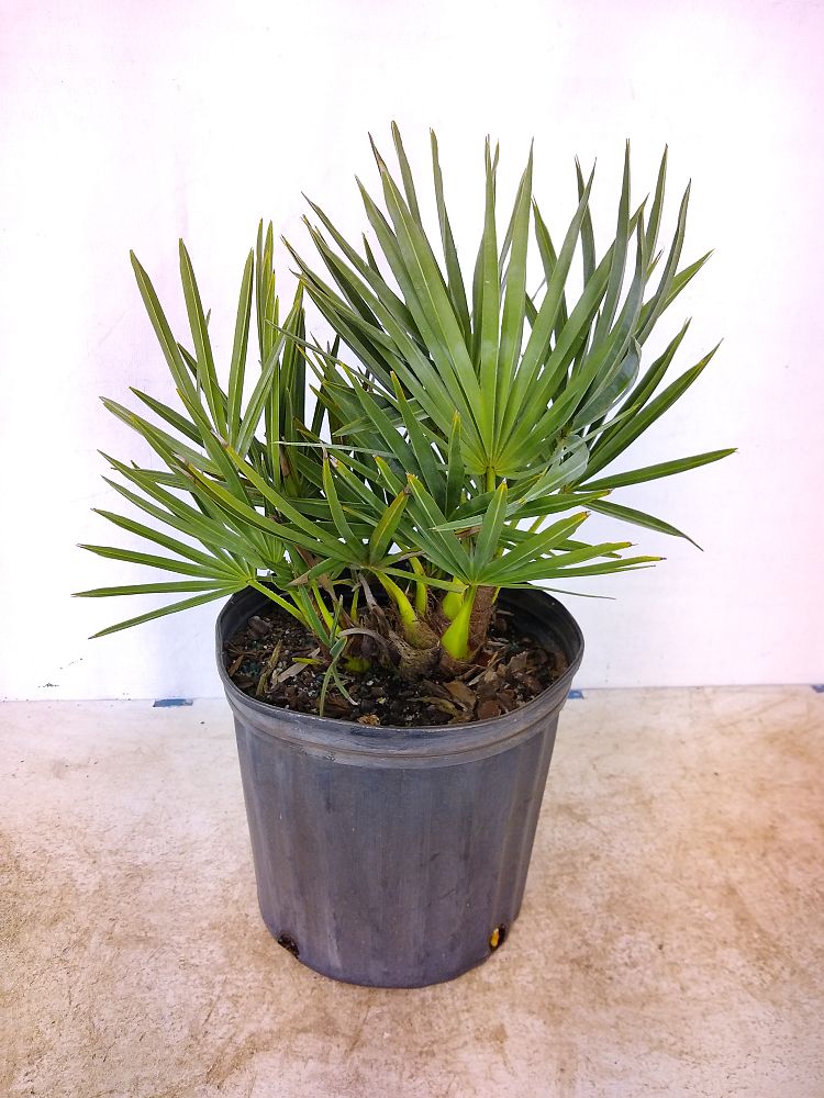 Buy Serenoa repens 'Cinerea', Silver Saw Palmetto | Free Shipping over $100