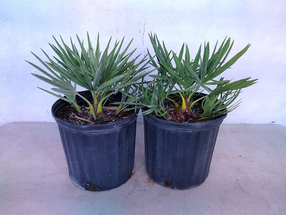 Buy Serenoa repens 'Cinerea', Silver Saw Palmetto Free Shipping over 100