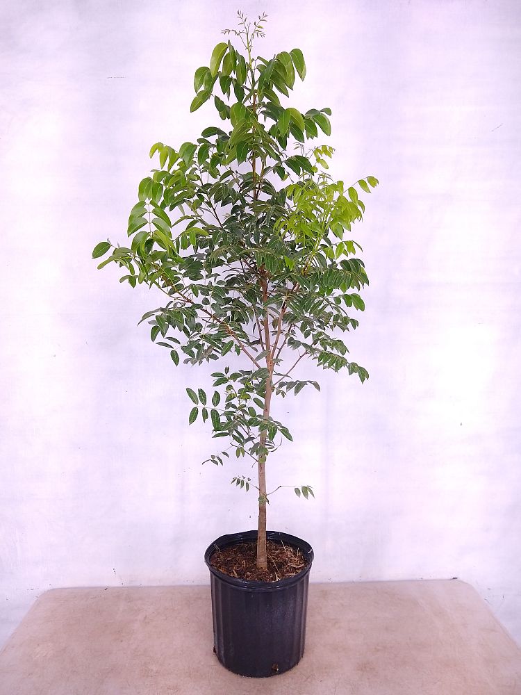 Buy Swietenia mahagoni, Mahogany Tree Free Shipping over 100