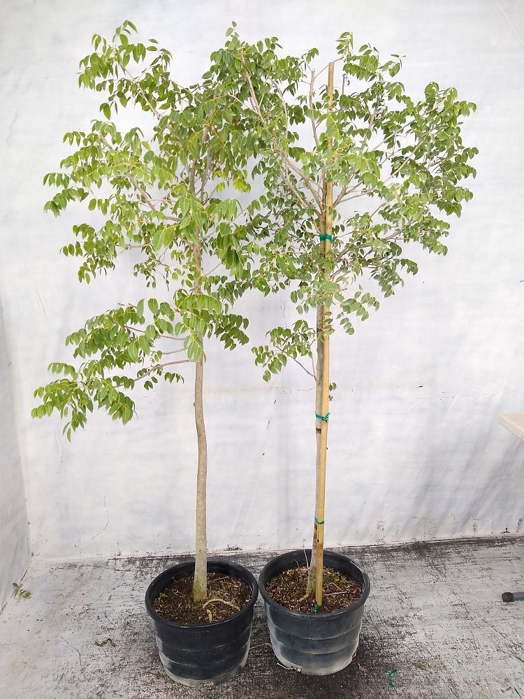 Buy Swietenia mahagoni, Mahogany Tree Free Shipping over 100
