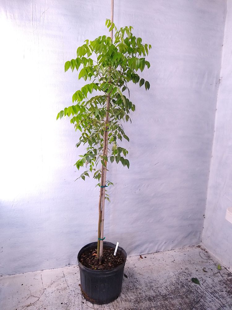 Buy Swietenia mahagoni, Mahogany Tree Free Shipping over 100