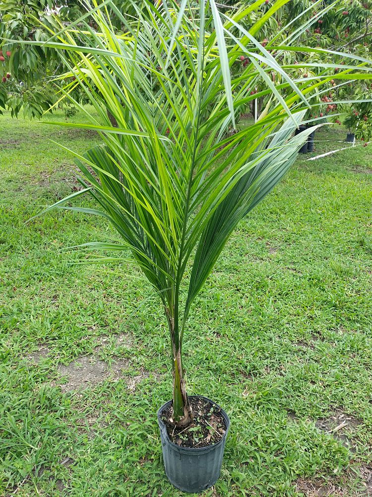 Vivaio Garden Forest Cocos Plumosa, Palma Di Cocco, Pianta - Foto 13