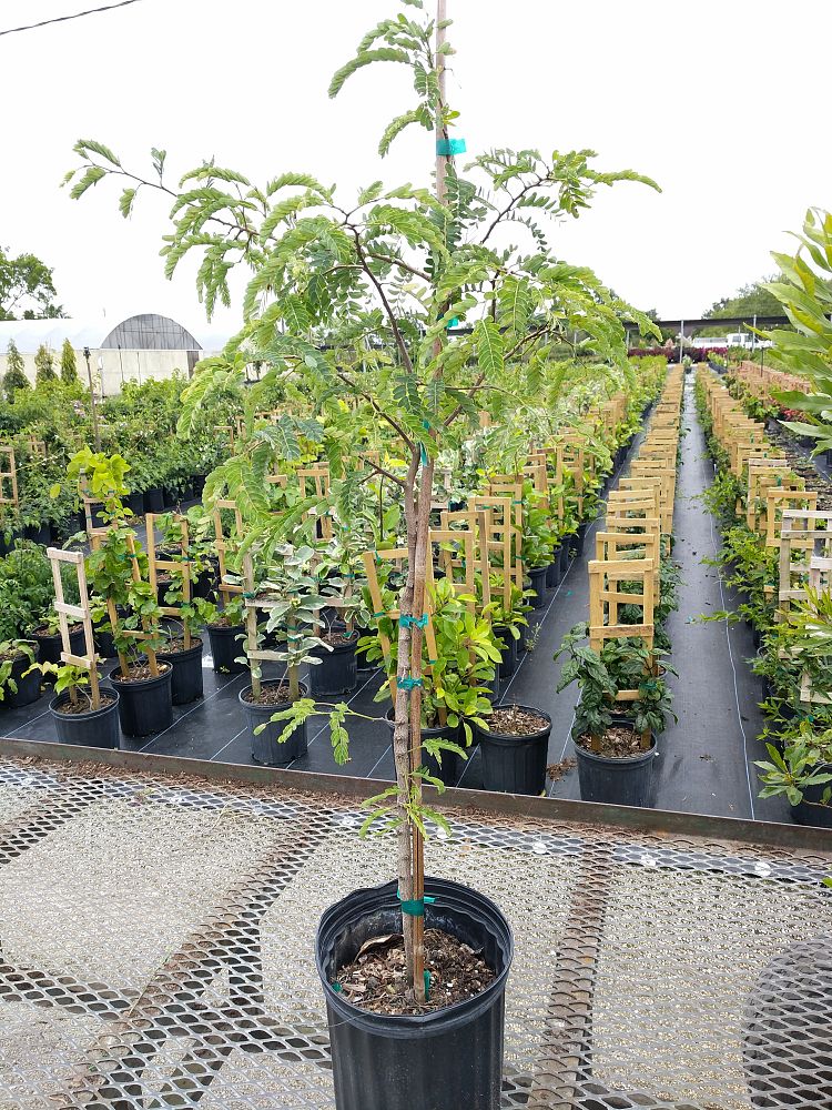 Tamarindus indica, Tamarind PlantVine