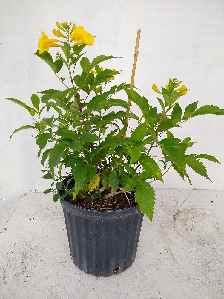 Buy stans, Yellow Elder, Esperanza, Trumpetflower, Bells of Fire