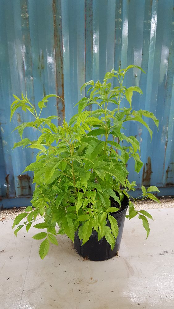 stans, Yellow Elder, Esperanza, Trumpetflower, Bells of Fire