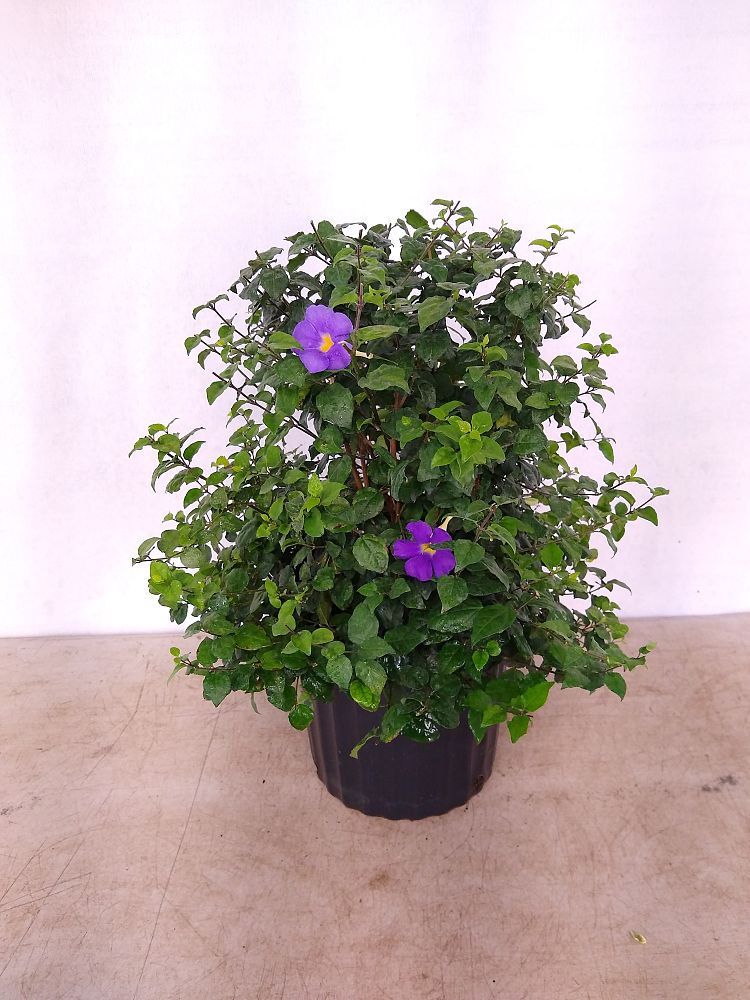 Buy Thunbergia erecta, King's Mantle Free Shipping over 100