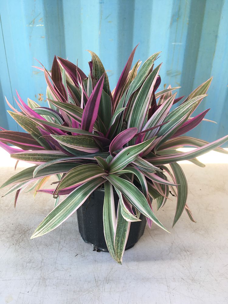 Buy Tradescantia spathacea �Tricolor�, Oyster Plant