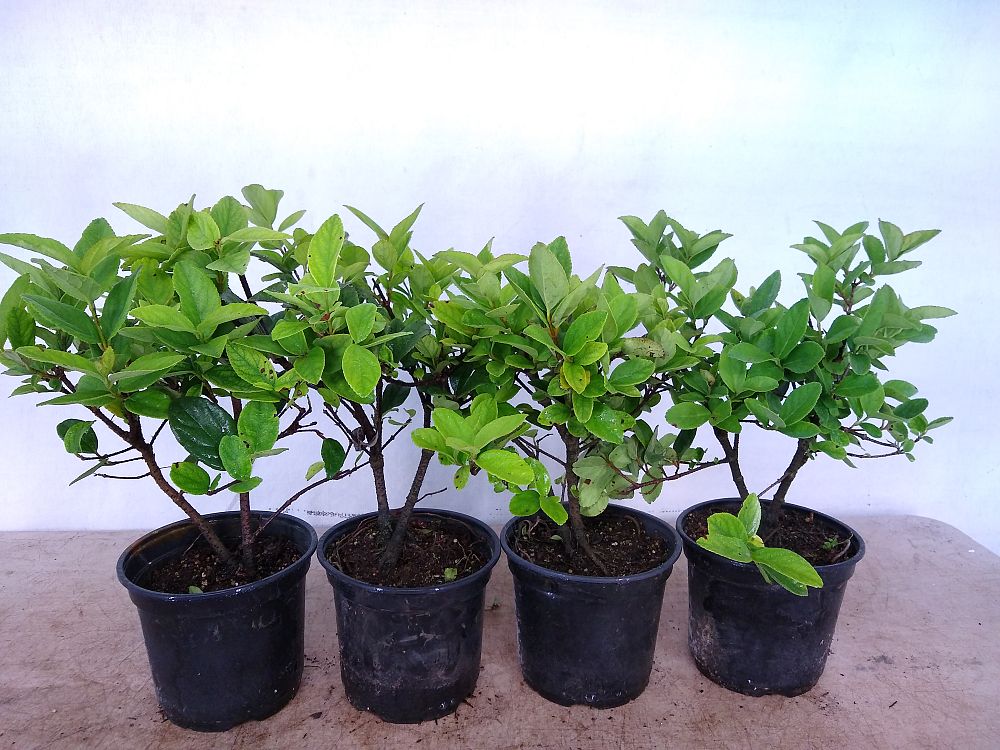 Buy Viburnum suspensum, Sandankwa Viburnum Free Shipping over 100