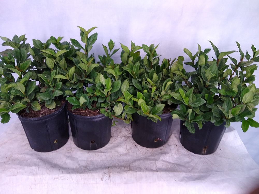 Buy Viburnum suspensum, Sandankwa Viburnum Free Shipping over 100