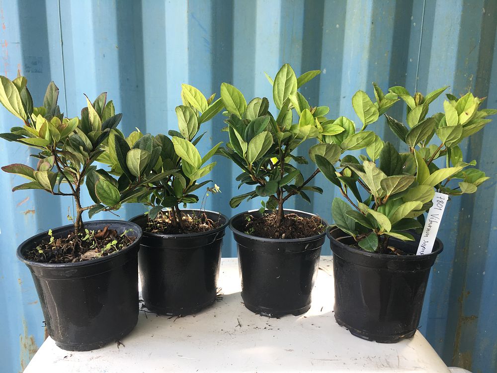 Viburnum suspensum, Sandankwa Viburnum PlantVine