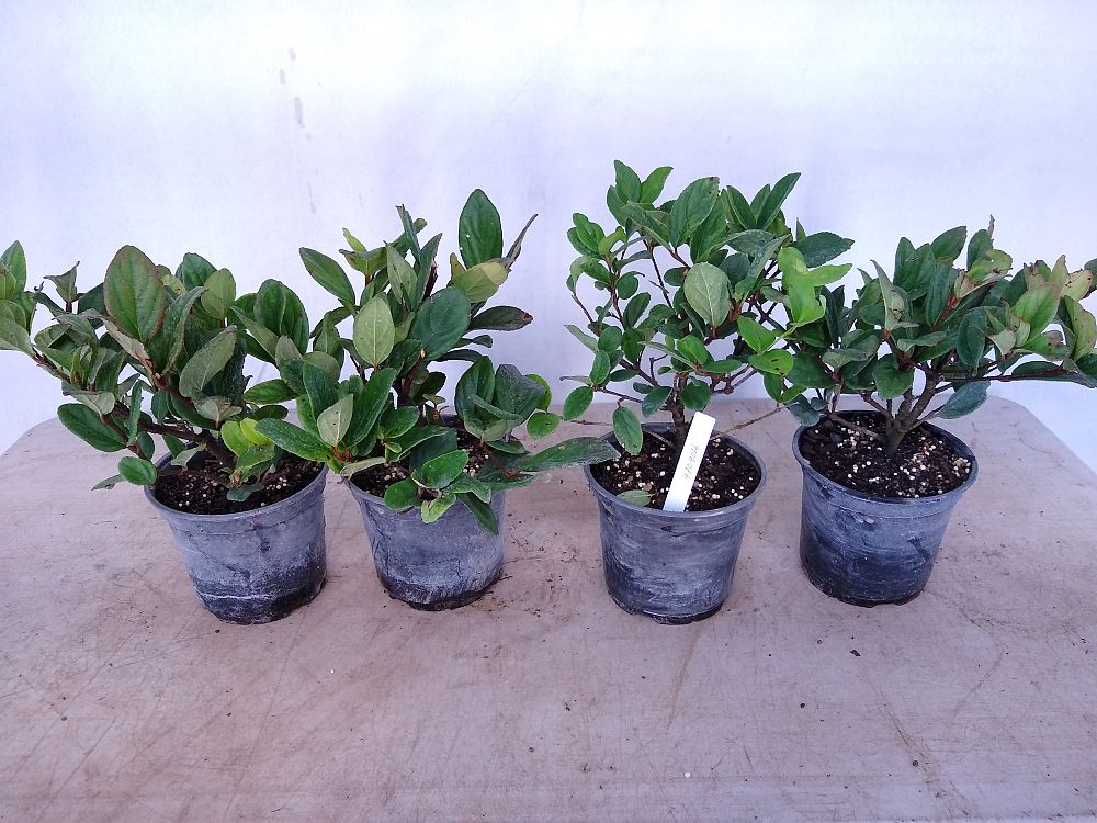 Buy Viburnum suspensum, Sandankwa Viburnum Free Shipping over 100