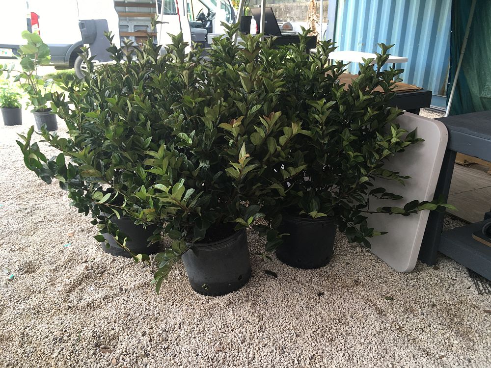 Viburnum suspensum, Sandankwa Viburnum PlantVine