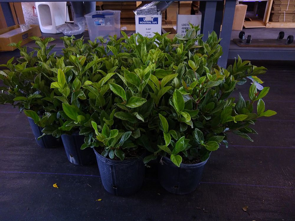 Buy Viburnum suspensum, Sandankwa Viburnum Free Shipping over 100