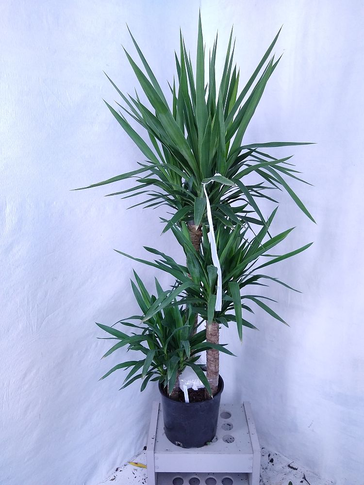 Buy Yucca Free Shipping over 100