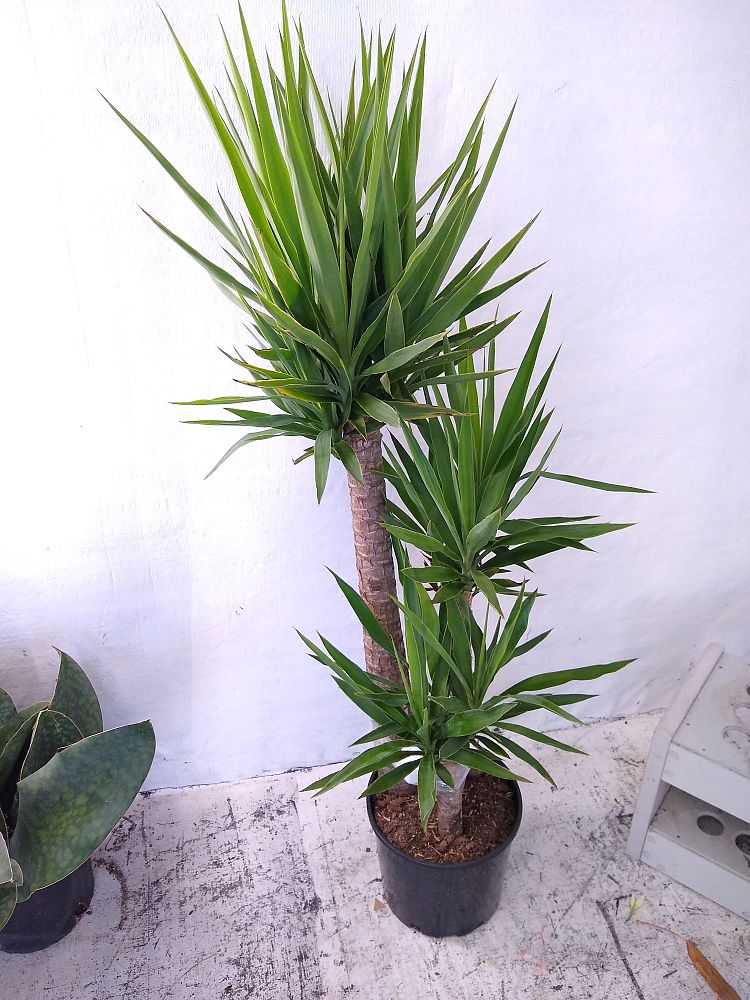 Buy Yucca Free Shipping over 100