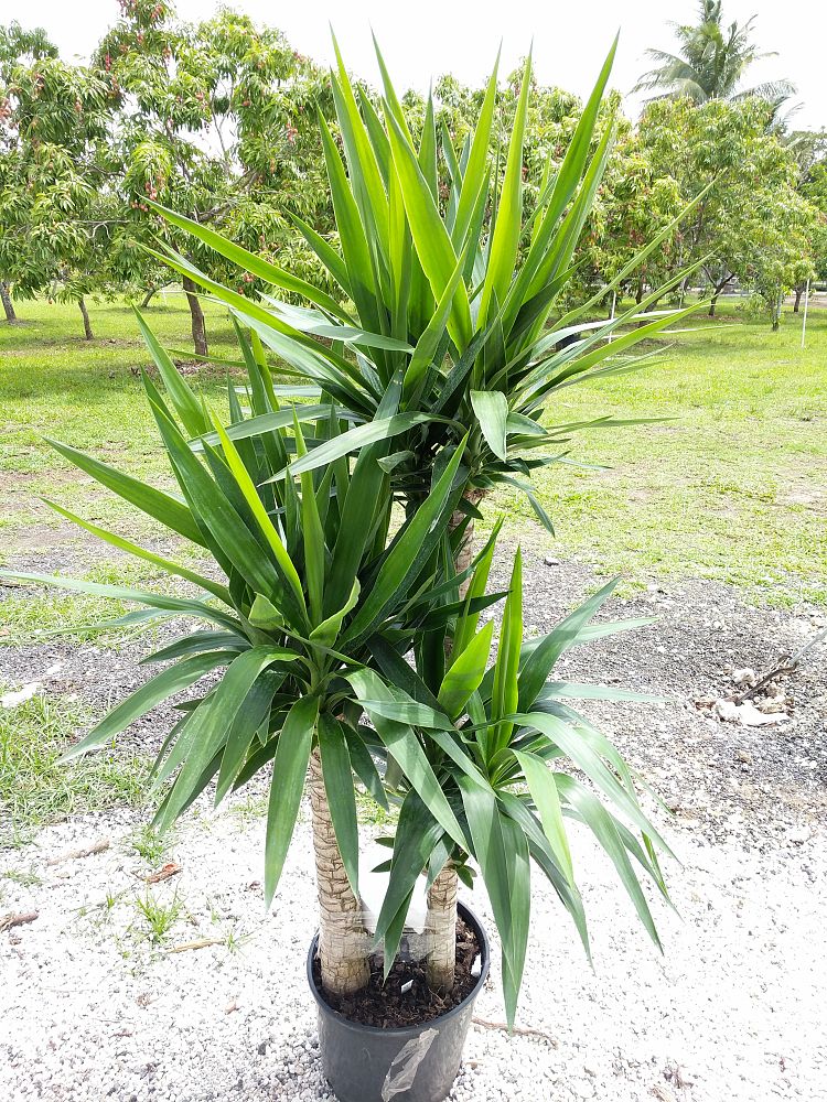 Yucca PlantVine