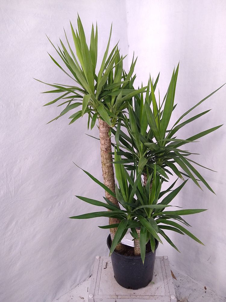 Buy Yucca Free Shipping over 100