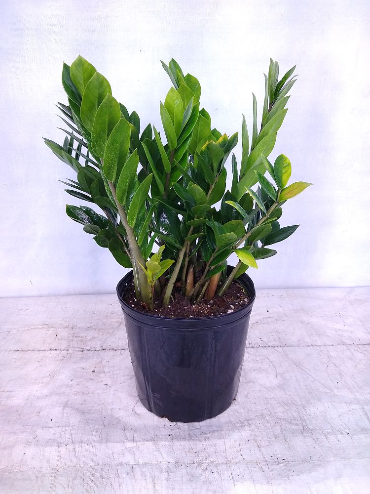 Buy Zamioculcas zamiifolia, ZZ Plant, Zanzibar Gem Free