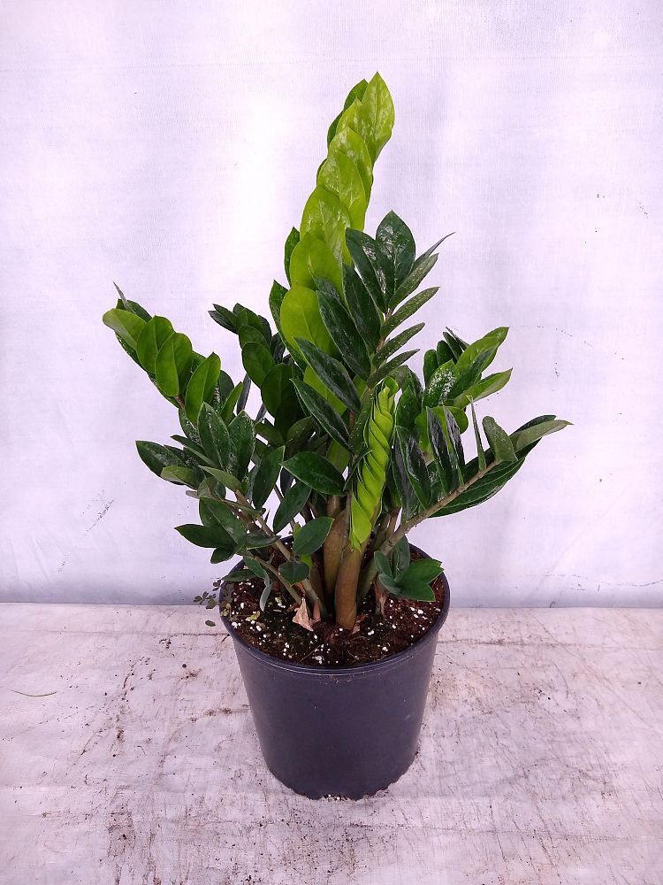 Buy Zamioculcas zamiifolia, ZZ Plant, Zanzibar Gem Free