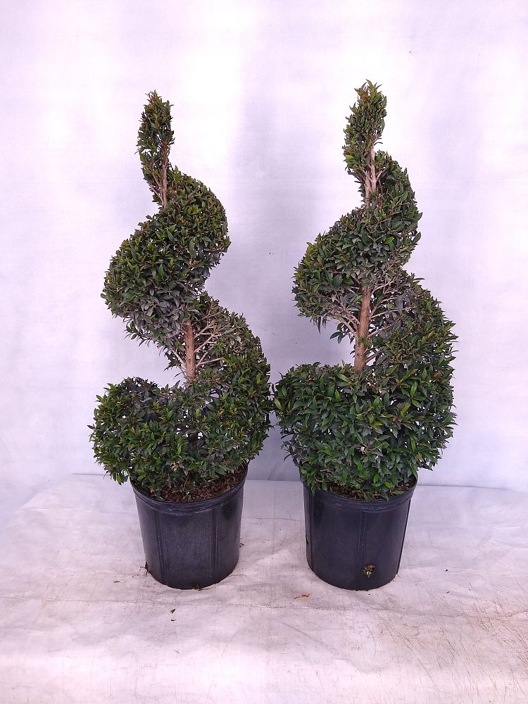Buy Eugenia Globulus – Topiary Spiral, Syzygium paniculatum 'Globulus
