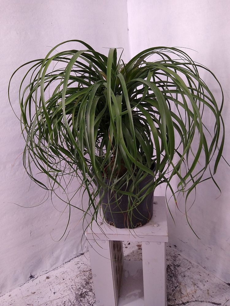 Buy Beaucarnea guatemalensis, Ponytail Palm, Guatemala