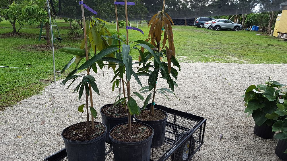 PIANTA DI MANGIFERA INDICA MANGO PALMER INNESTATA FOTO REALI H 140CM - Foto 13