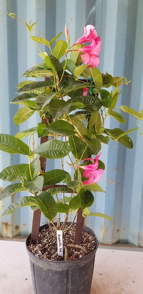 Mandevilla – Pink | PlantVine