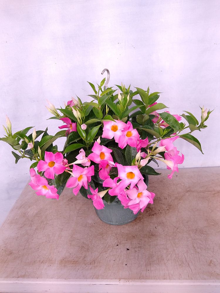 Buy Mandevilla Pink, Dipladenia Free Shipping over 100