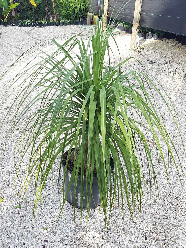 Beaucarnea (Nolina) – Piede Di Elefante, Pianta Da Interno Con Tronco Dritto, Vaso 19cm, Altezza 60-80cm