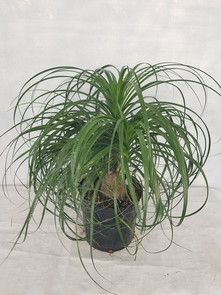 Beaucarnea Nolina - Elephant Foot - 60-80 cm