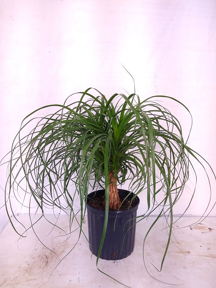 Beaucarnea (Nolina) – Piede Di Elefante, Pianta Da Interno Con Tronco Dritto, Vaso 19cm, Altezza 60-80cm