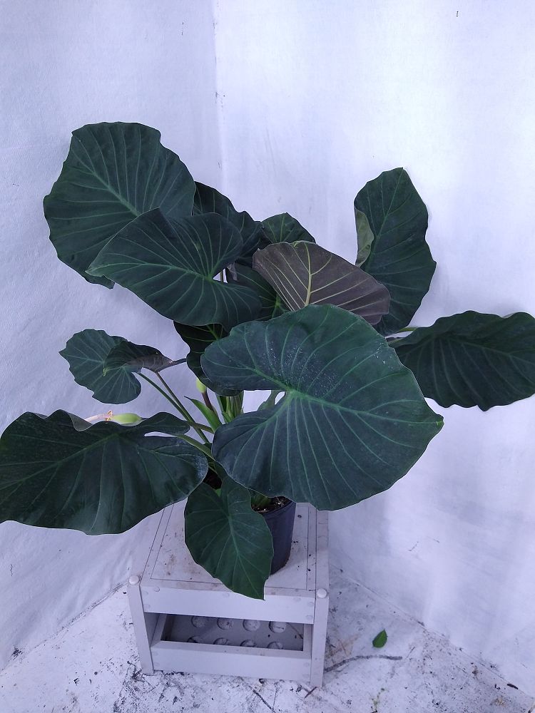 Buy Alocasia 'Regal Shields', Elephant Ear | Free Shipping ...