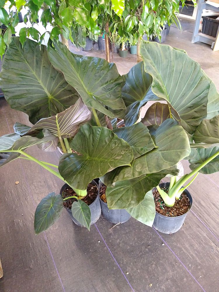 Buy Alocasia 'Regal Shields', Elephant Ear Free Shipping over 100