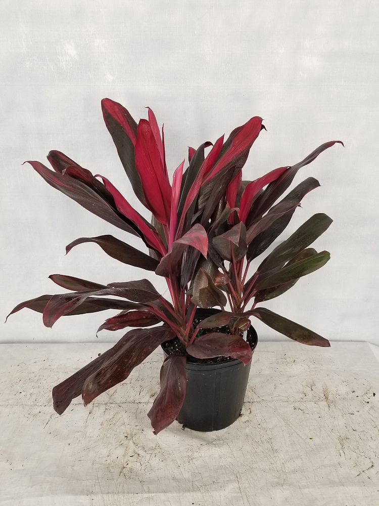 Buy Cordyline �Florida�, Ti Plant Free Shipping over 100