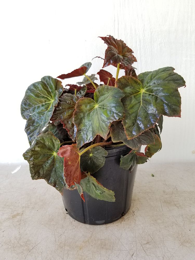 Buy Begonia 'Joe Hayden', Rhizomatous Begonia Free Shipping over 100
